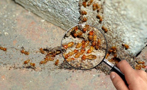 termite-workers-enlarge-zoom-with-magnify